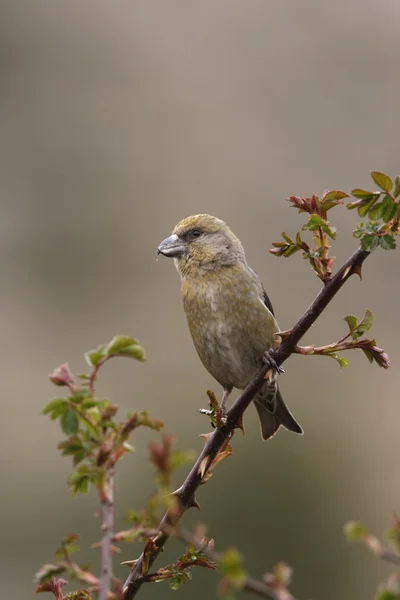 Crossbill, Loxia curvirostra — Stock Photo, Image