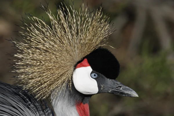 Gru incoronata, Balearica pavonina — Foto Stock