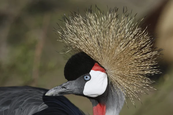 冠的鹤，国鸟 pavonina — 图库照片