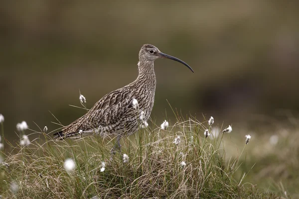 Brachvogel, numenius arquata — Stockfoto