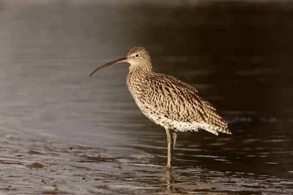 Curlew, Numenius arquata — Stock Photo, Image