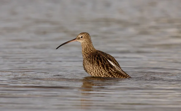 Curlew, Numenius arquata — Stock Photo, Image