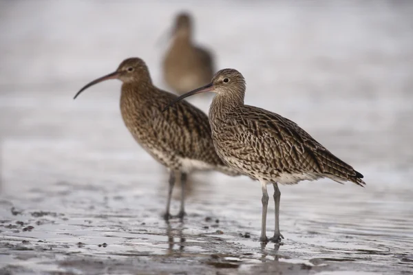 Curlew, Numenius arquata — стокове фото