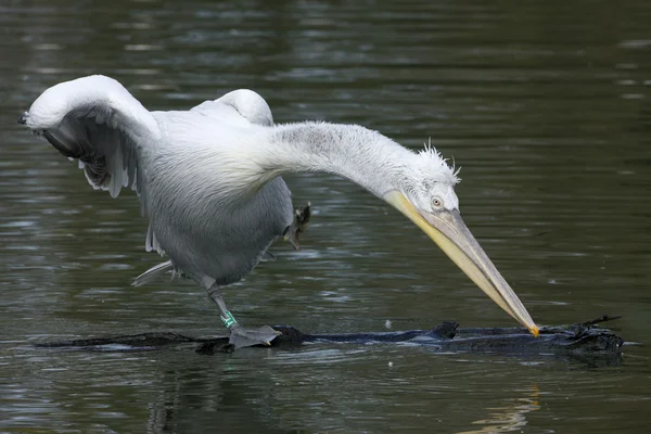 Dalmatian pelican, Pelecanus crispus — Stock Photo, Image