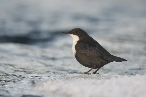 Kuňka černá naběračka cinclus cinclus cinclus — Stock fotografie