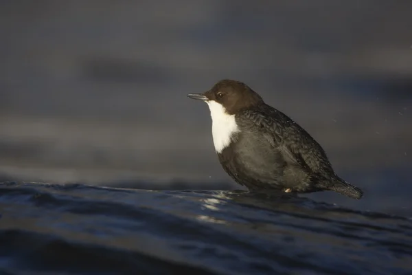 블랙 배 국자, Cinclus cinclus cinclus — 스톡 사진