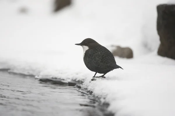 Dissipatore dal ventre nero, Cinclus cinclus cinclus — Foto Stock