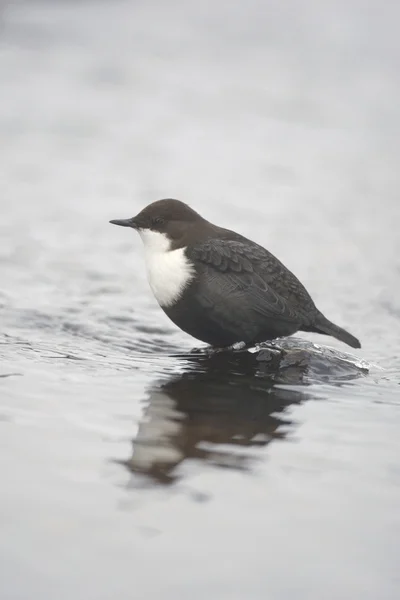 黒腹北斗七星、cinclus cinclus cinclus — ストック写真