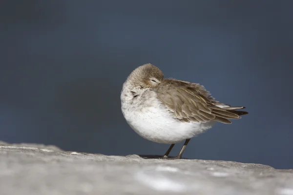 Dunlin, Calidris alpina, — Stock Photo, Image