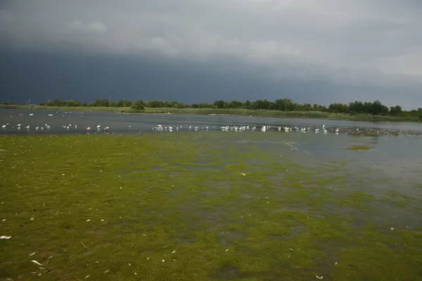 Östra dammen, jamaica bay — Stockfoto