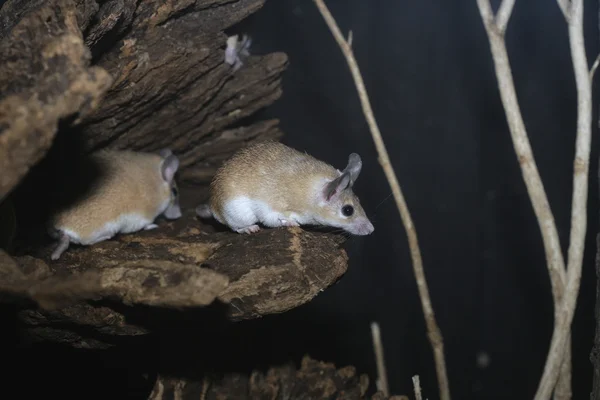 Egyptain spiny mouse, Acomys demidiatus — Stockfoto