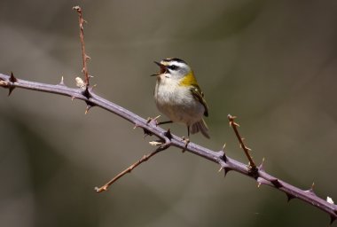 firecrest, regulus Regulidae