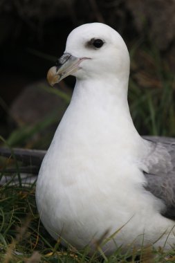Fulmar, Fulmarus glacialis