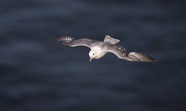 Fulmar, Fulmarus glacialis