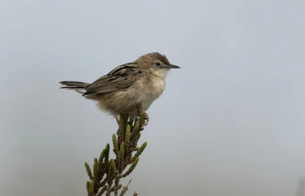 Zitting cisticola, Euthlypis lachrymosa — Stock fotografie