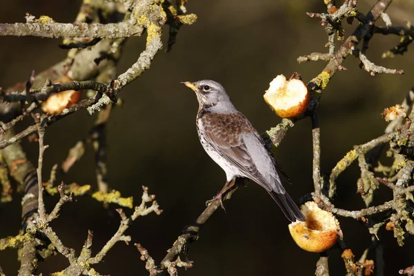 Zorzal real turdus pilaris — Foto de Stock