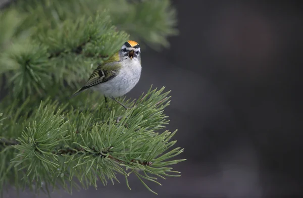 Firecrest, Regulus ignicapilis — стоковое фото