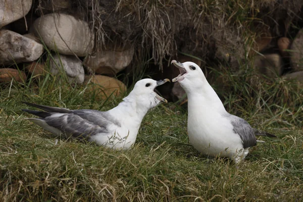 Fulmar, glacialis de Fulmarus — Foto de Stock