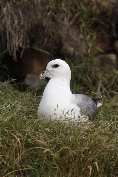 Fulmar, Fulmarus glacialis — Stock fotografie