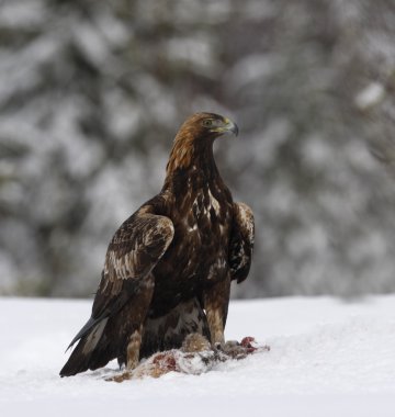 Altın Kartal, aquila chrysaetos