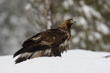 Altın Kartal, aquila chrysaetos