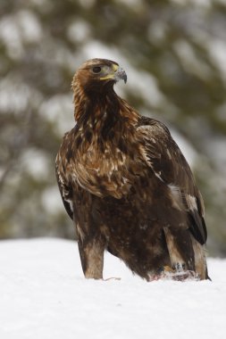 Altın Kartal, aquila chrysaetos