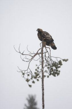 Altın Kartal, aquila chrysaetos