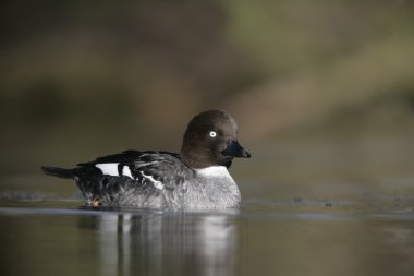 GoldenEye'yı, bucephala clangula