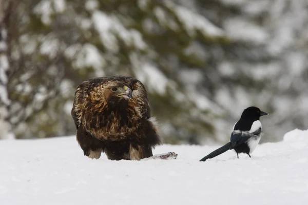 Aquila reale, aquila chrysaetos — Foto Stock