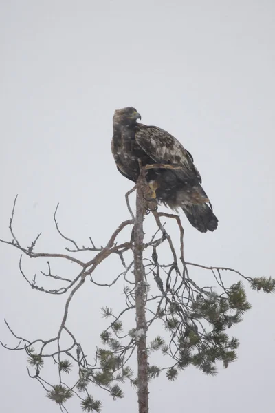 Aquila reale, aquila chrysaetos — Foto Stock