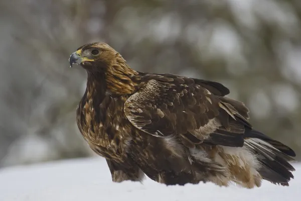 Orzeł, aquila chrysaetos — Zdjęcie stockowe