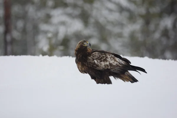 Orzeł, aquila chrysaetos — Zdjęcie stockowe