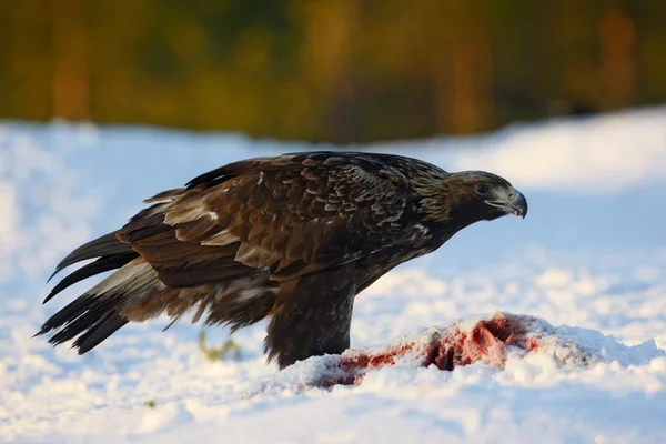 Golden eagle, Aquila chrysaetos — Stock Photo, Image