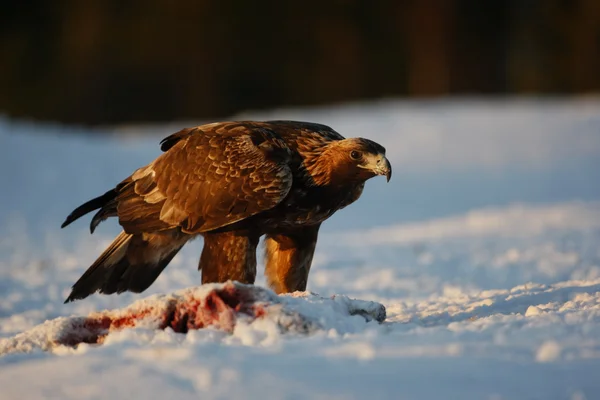 Orzeł, aquila chrysaetos — Zdjęcie stockowe