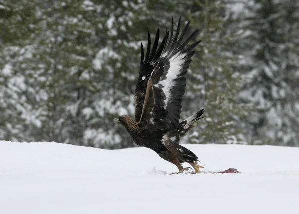 Aquila reale, aquila chrysaetos — Foto Stock