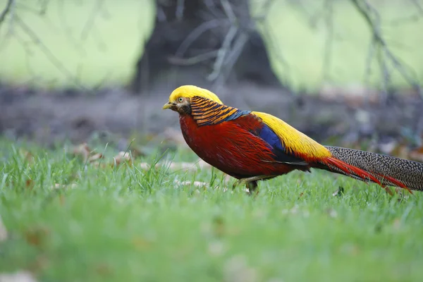 Gylden Fasan, Chrysolophus pictus , - Stock-foto