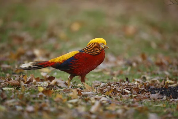 Gylden Fasan, Chrysolophus pictus , - Stock-foto