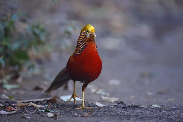 Bażant złocisty, chrysolophus pictus, — Zdjęcie stockowe