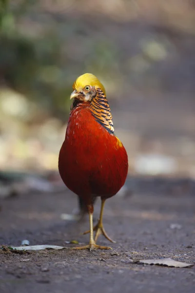 Faisão dourado, Chrysolophus pictus , — Fotografia de Stock