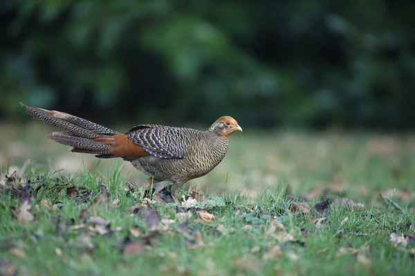 Goldfasan, Chrysolophus pictus, — Stockfoto