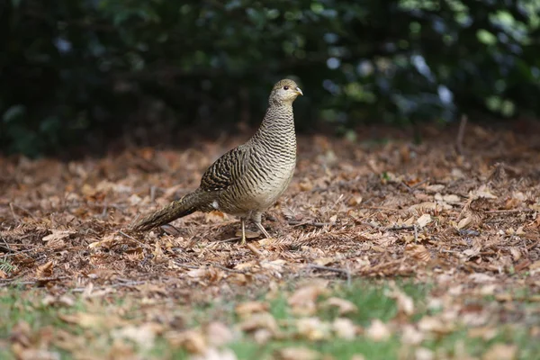 Arany fácán, chrysolophus pictus, — Stock Fotó