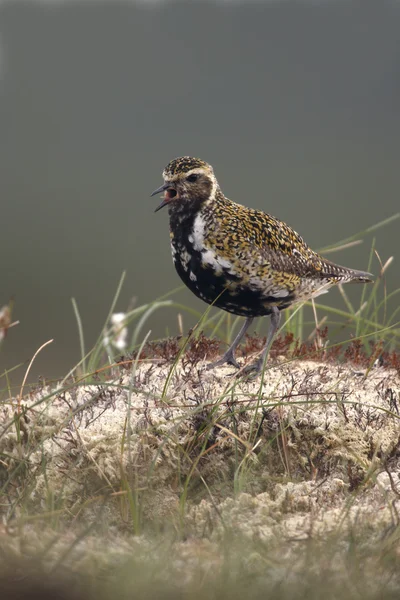 Ljungpipare pluvialis apricaria — Stockfoto