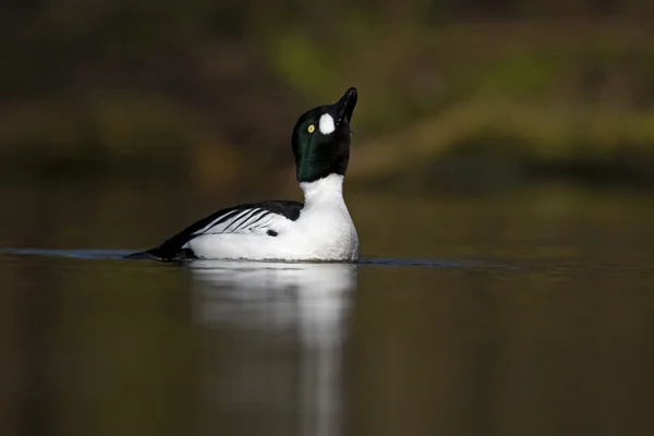 "GoldenEye", bucephala clangula — Foto de Stock