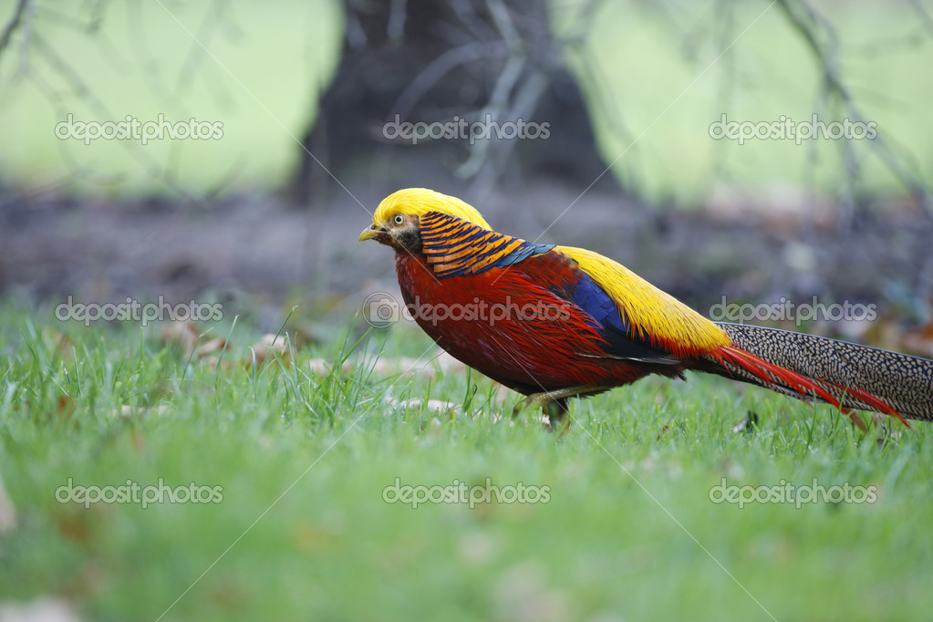 Faisan Royal Chrysolophus Pictus Image Libre De Droit Par Mikelane45 C Faisan Royal Chrysolophus Pictus Image Libre De Droit Par Mikelane45 C