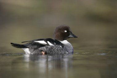 GoldenEye'yı, bucephala clangula