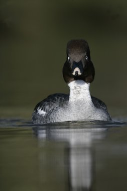 GoldenEye'yı, bucephala clangula