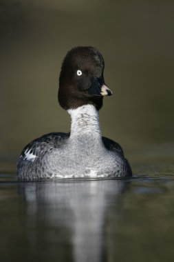 GoldenEye'yı, bucephala clangula