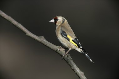 Saka kuşu carduelis carduelis