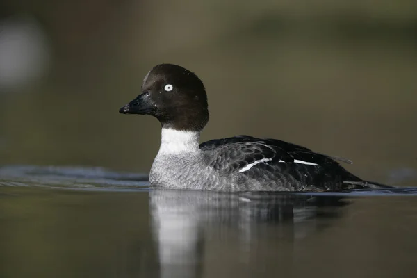 GoldenEye'yı, bucephala clangula — Stok fotoğraf