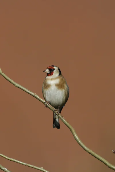 Carduelis carduelis Szczygieł — Zdjęcie stockowe